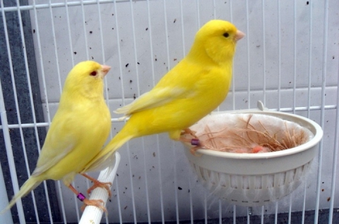 Gare tra canarini, a Bari c'è il sei volte campione del mondo: possiede 400 esemplari